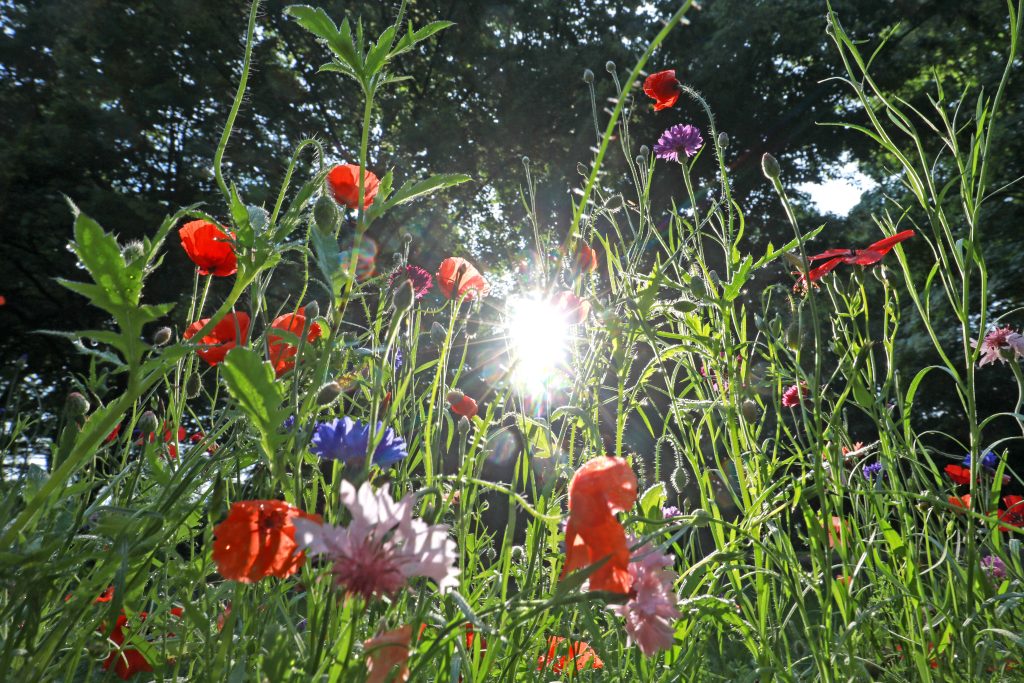 Wildblumen blenden im Sonnenlicht.