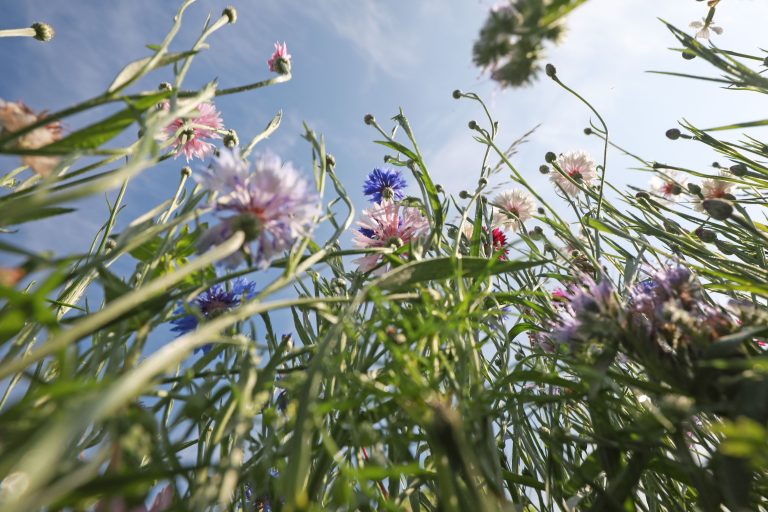 Wildblumen recken sich gen Himmel im Frühling.