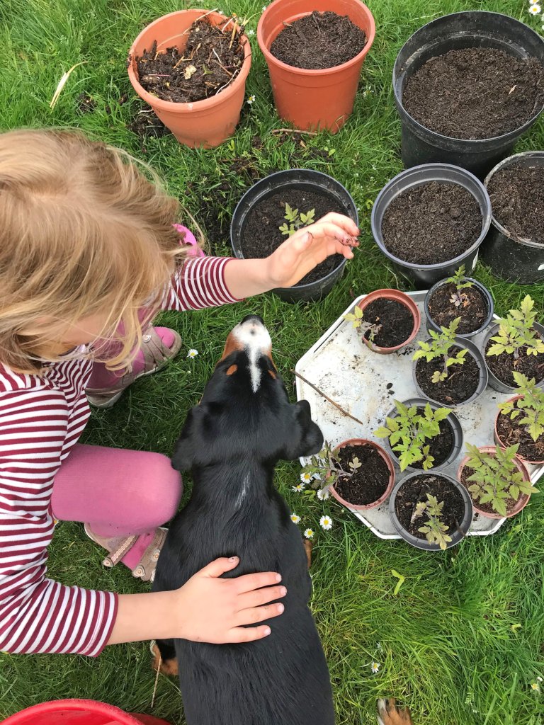 Kind pflanzt Blumen ins Gemüsebeet.