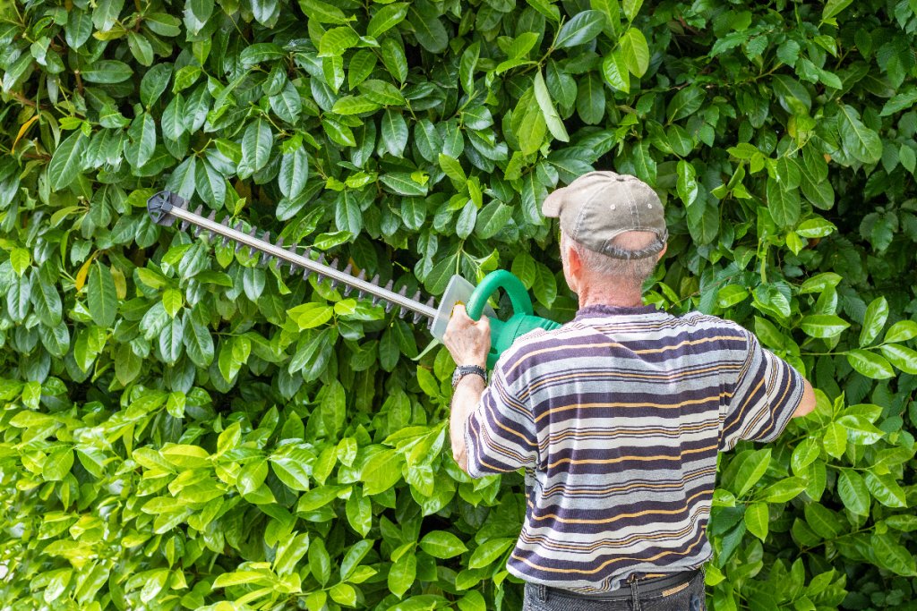 Lorbeerhecke wird elektrisch zurückgeschnitten von einem Senior.