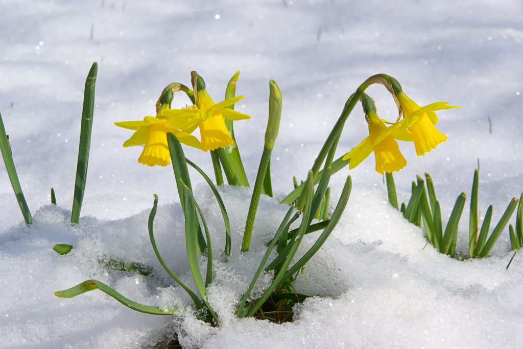 Narzissen sind Frühblüher und sollten vorm Winter gepflanzt werden. 