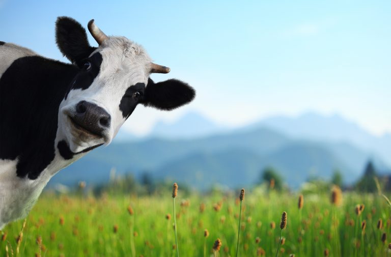 Kuh steht auf Wiese vor Alpenkette und blickt vom Seitenrand in die Kamera.