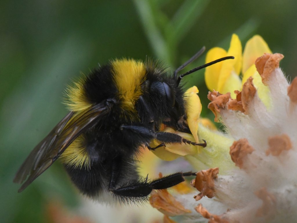 Eine Gartenhummel steckt ihren Rüssel in eine gelbe Blume. Foto: Dr. Hannes Petrischak