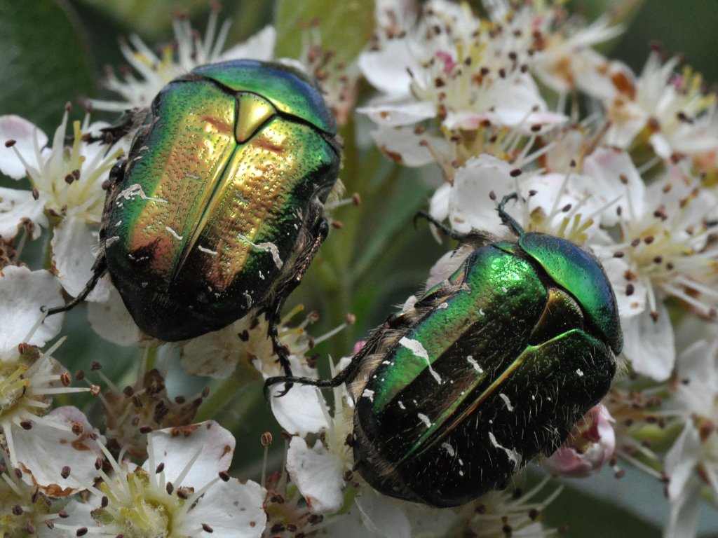 Wie krabbelnde Edelsteine: Goldglänzende Rosenkäfer krabbeln über Kirschblüten. Foto: Dr. Hannes Petrischak