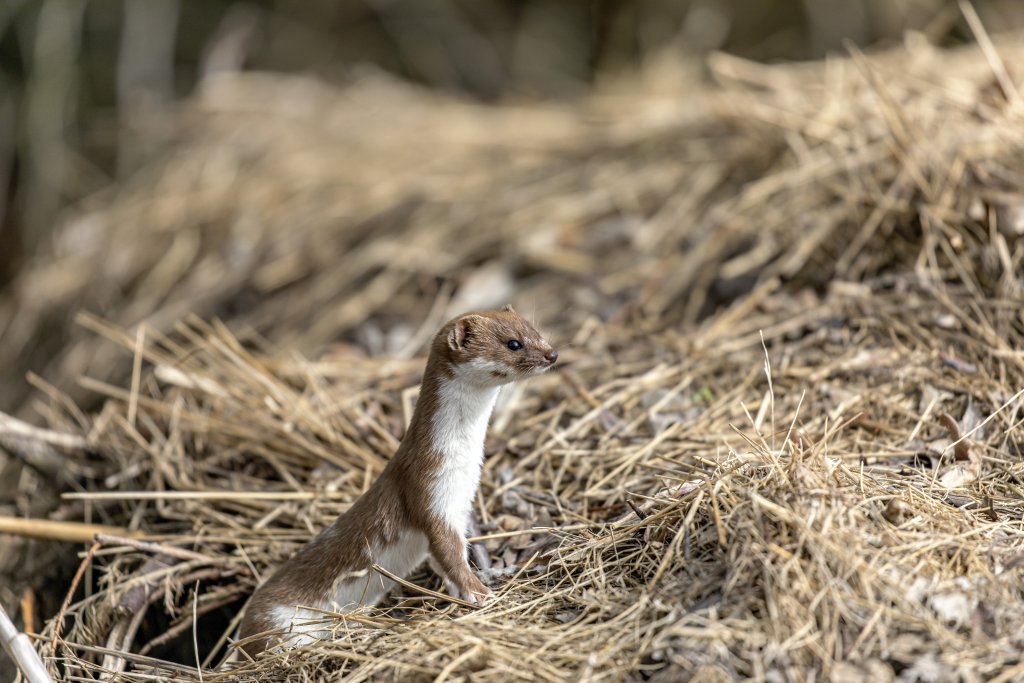 Ein brauner Mauswiesel mit weißem Lätzchen lugt aus einer wilde Gartenecken mit Totholz, Steinhaufen und Reisig. Foto: Dr. Hannes Petrischak