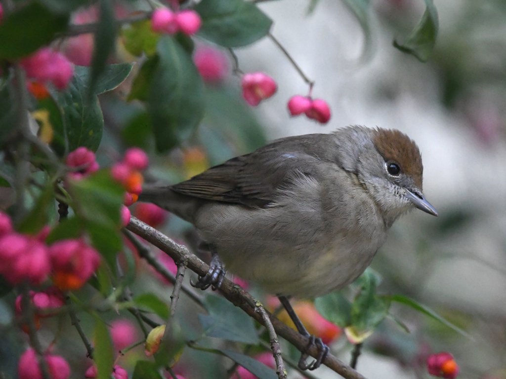 Die Mönchsgrasmücke sitzt in einem rosa blühenden Pfaffenhütchen. Sie gehört zu den Singvögeln und ist unsere häufigste Grasmückenart. Foto: Dr. Hannes Petrischak