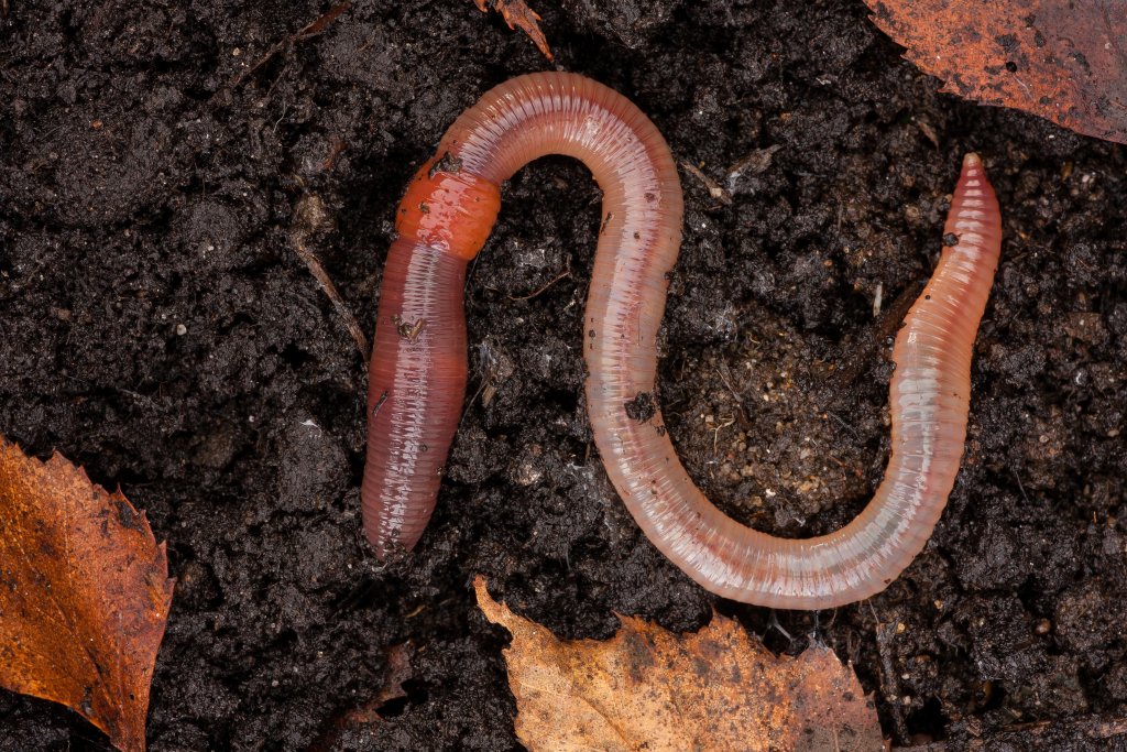 Ein Regenwurm schlängelt sich durch feuchte Erde, vorbei an braunen Blättern. Foto: Dr. Hannes Petrischak