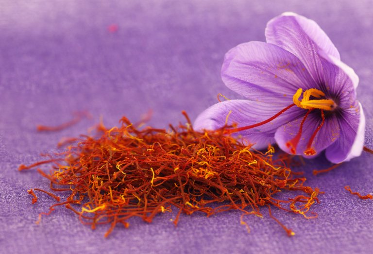 Lila Safranblüte mit gezupften Safranfäden liegt auf einem Tisch.
