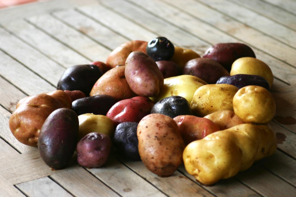 Bunte Kartoffelsorten liegen auf einem Holzboden.