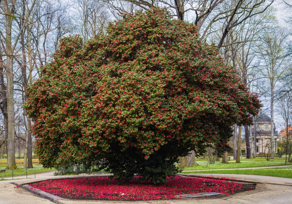 Die Pillnitzer Kamelie hat schon Hunderte Blüten abgeworfen.