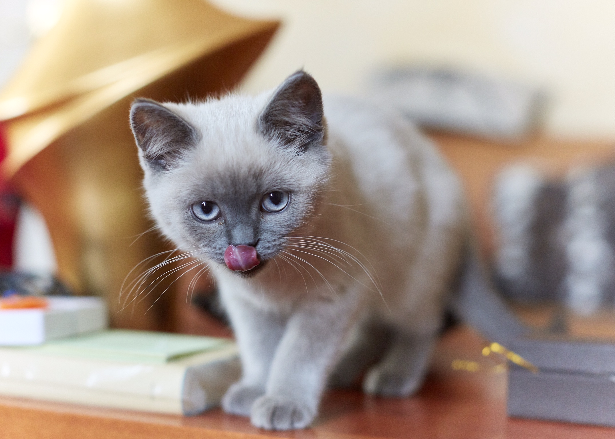 Wer ist die schönste Katze im ganzen Land?