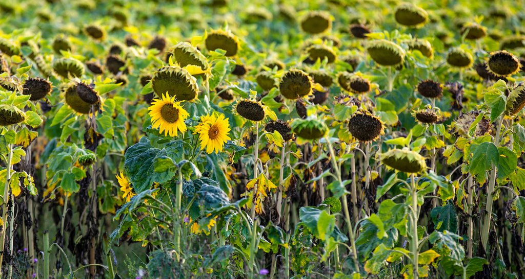 Sonnenblumen