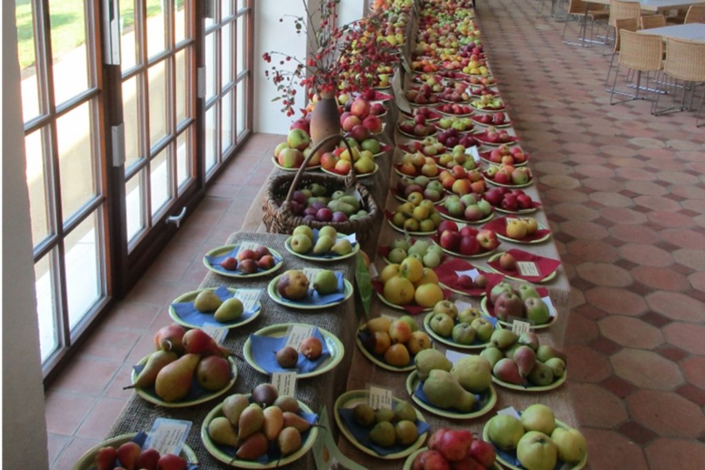 einen langen Tisch mit Schalen Obst auf ihm