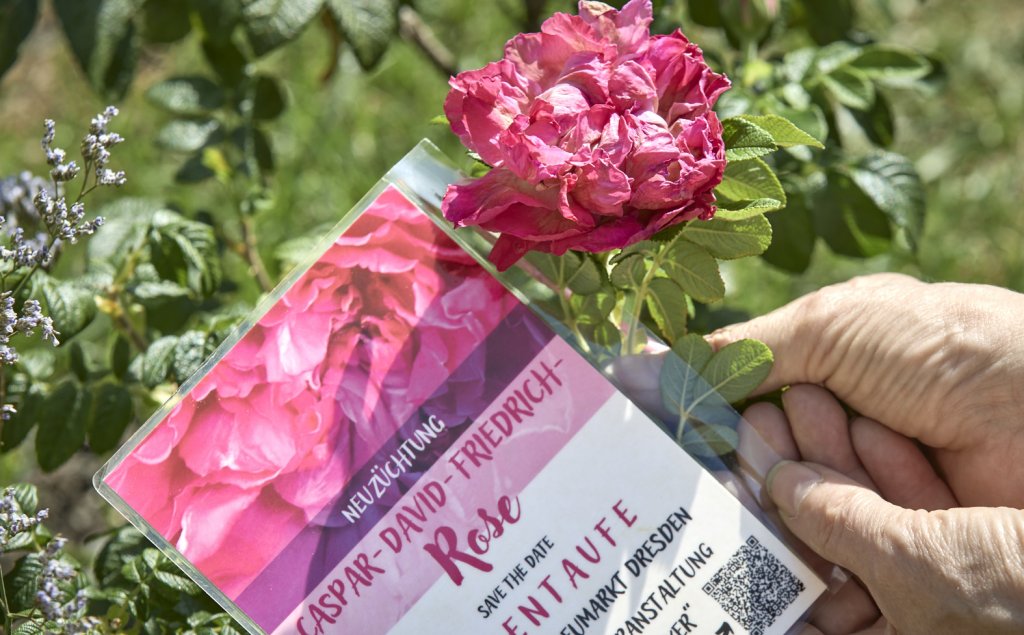 eine Person, die eine rosa Blume in der Hand hält