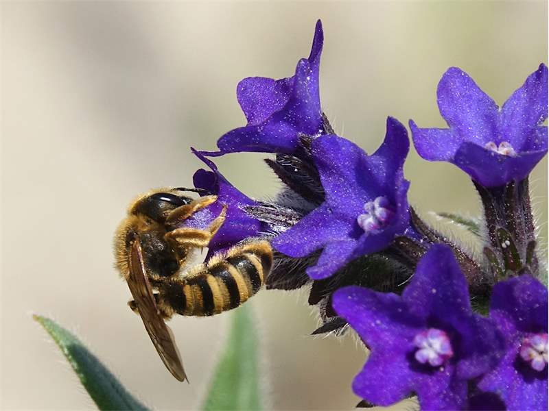 eine Biene auf einer violetten Blume