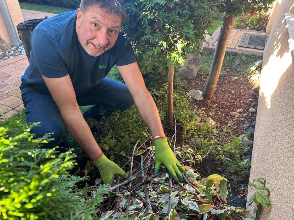 ein Mann plant einen Busch im Hof