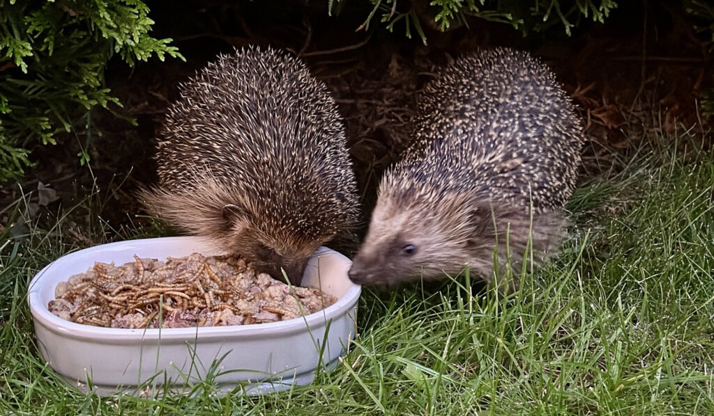 hedges essen Lebensmittel aus einer Schüssel