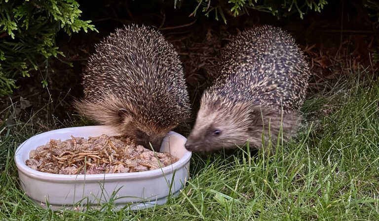 hedges essen Lebensmittel aus einer Schüssel