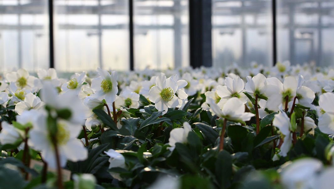 Ab November blühen Christrosen