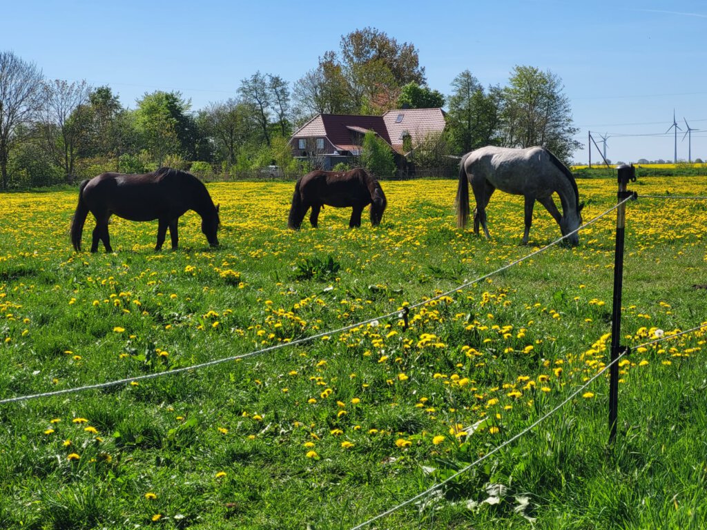 Pferd an der Nordsee in gesunder Meeresluft
