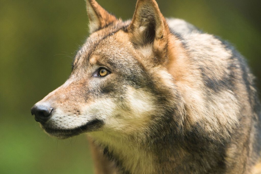 Wolf in Sachsen