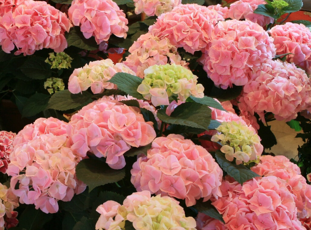 Hortensiensorte Sonnenstein