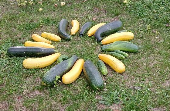 Zucchini