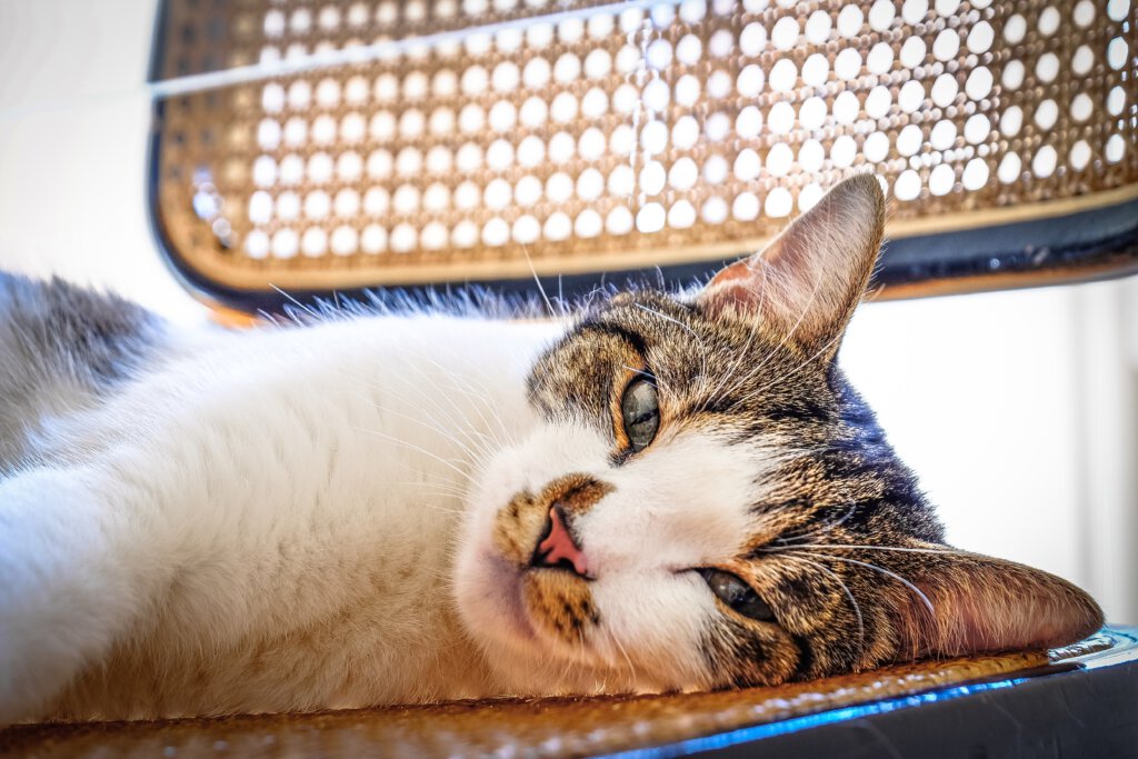 Ventilator - Erfrischung für Katzen