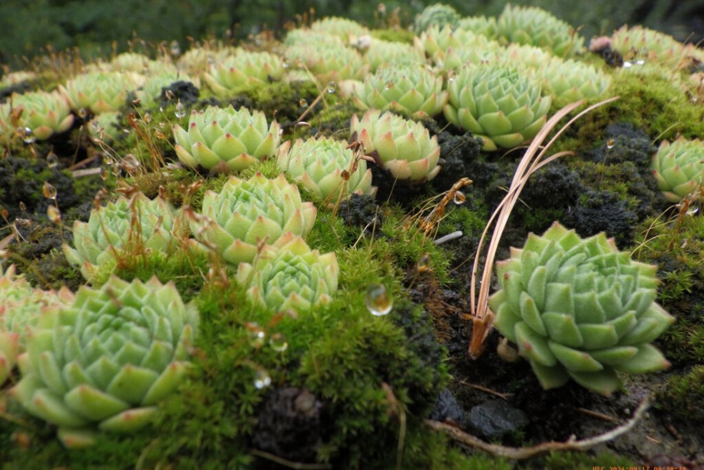 Botanischer Garten Chemnitz
Botanische Gärten