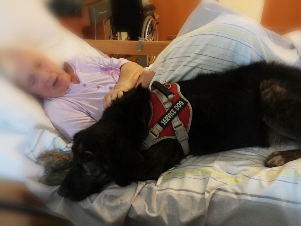 Therapiehund Benno