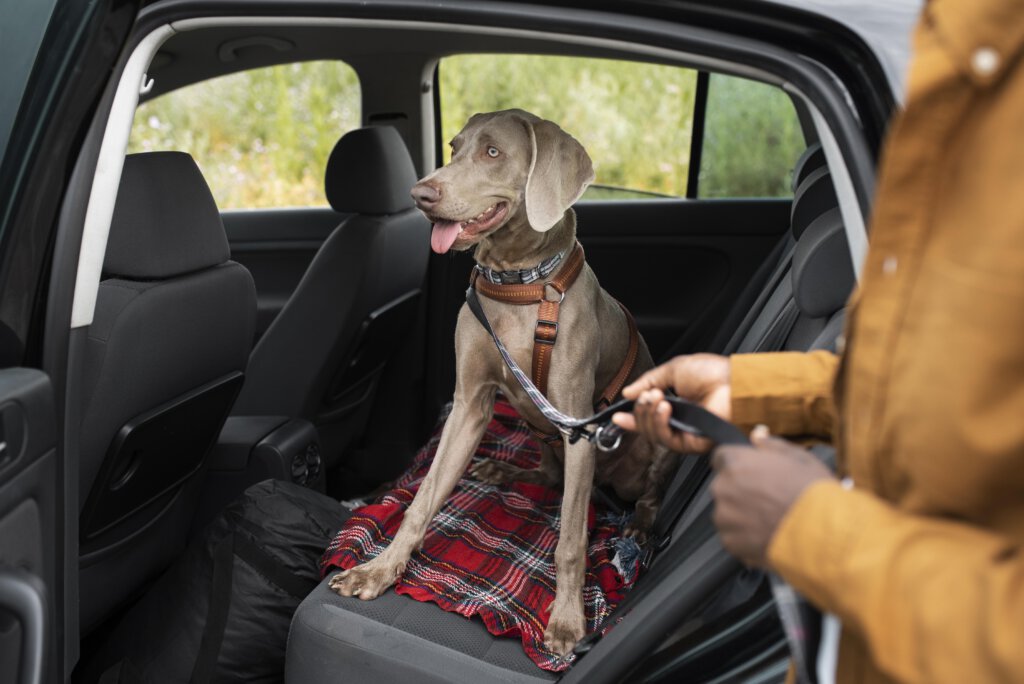 Hund ohne Transportbox im Auto