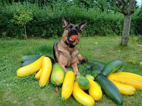 Zucchini