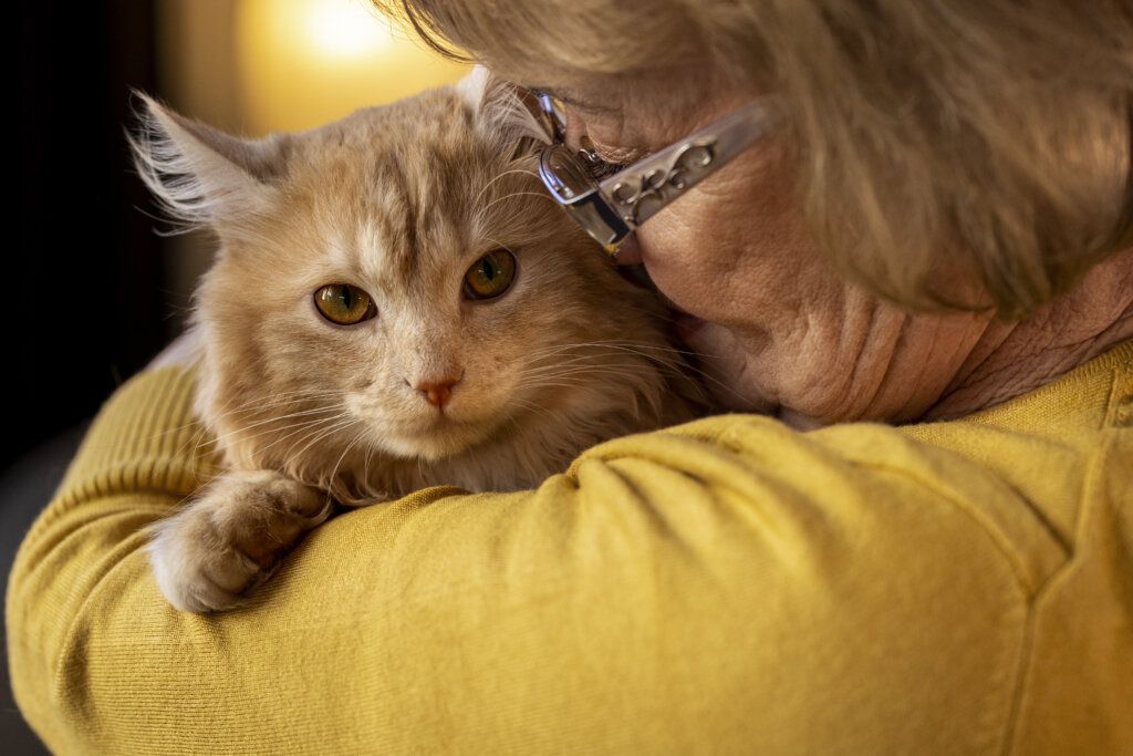 alte Katze